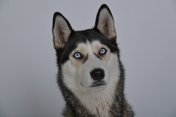 hund, husky, tier, haustier, weiß, sibirische katze, breed, canino, wolf, fell, schnee, säugetier, hübsch, welpe, freund, black, schlittenhund, auge, kopf, reinrassig, winter, siberian husky