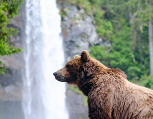 Obraz premium Portrait image of brown bear standing at the top of waterfall. surrounded by lush green trees. 