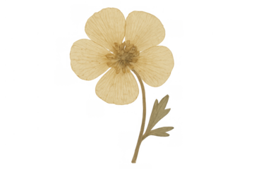 Dried buttercup flower with stem and leaves on transparent background for herbarium and vintage design