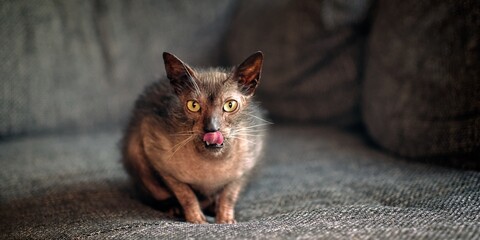 Funny Lykoi cat licking his face on a gray sofa and looking curious at camera. Panoramic image with copy space.	