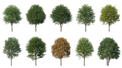Ten realistic 3D trees: various green summer foliage and one autumn tree. Isolated on solid background, ideal for architectural visualization projects. background removed