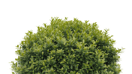 Obraz premium Lush, vibrant green foliage of a dense bush against a dark transparent background. Perfect for nature, garden, or landscaping designs. background removed
