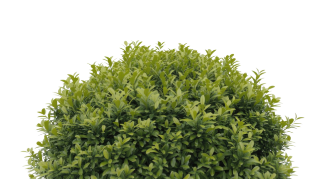 Lush, vibrant green foliage of a dense bush against a dark transparent background. Perfect for nature, garden, or landscaping designs. background removed