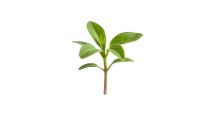 A vibrant green young plant sprout with small oval leaves and a reddish stem, isolated on a solid background. background removed