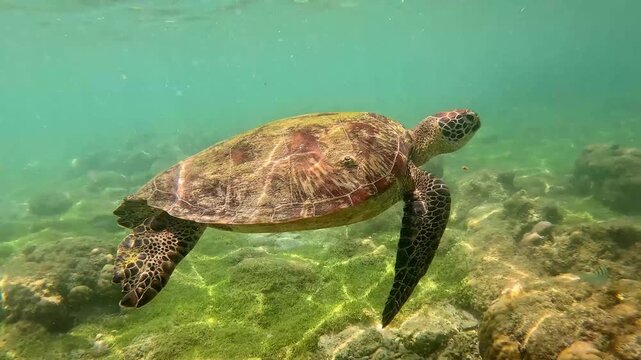 A green sea turtle or Chelonia mydas swimming underwater in the shallow coastal waters of Apo Island, Dauin, Negros Oriental, Philippines