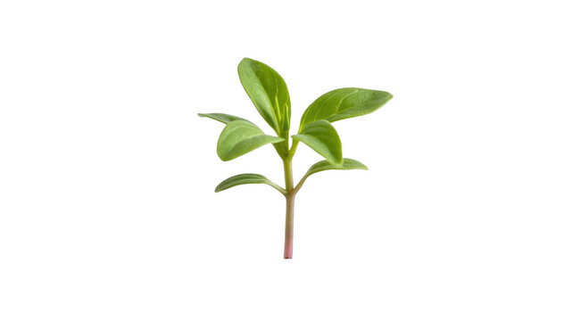 A vibrant green young plant sprout with small oval leaves and a reddish stem, isolated on a solid background. background removed