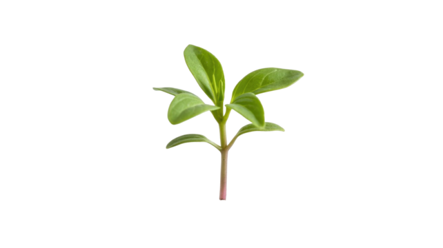 A vibrant green young plant sprout with small oval leaves and a reddish stem, isolated on a solid background. background removed - Powered by Adobe