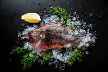 Fresh raw lumpfish on ice with dill and lemon wedge on black background. High-quality seafood close-up, top view, copy space.