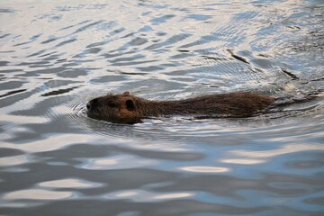 Fototapeta premium Animal sauvage nageant dans une rivière