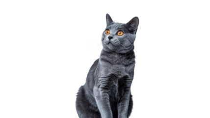 A striking grey cat with vibrant orange eyes gazes intently upwards, depicted against a clean, solid transparent background, full of curiosity. background removed