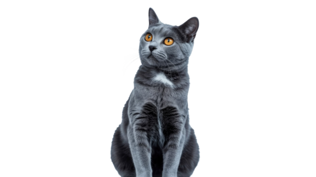 A beautiful grey cat with piercing orange eyes sits attentively, looking upwards against a plain, solid transparent background. background removed