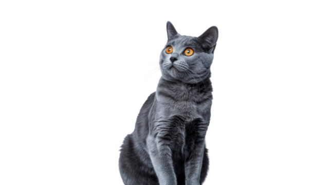 A striking grey cat with vibrant orange eyes gazes intently upwards, depicted against a clean, solid transparent background, full of curiosity. background removed - Powered by Adobe