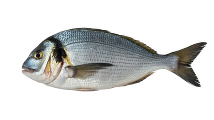 A fresh, whole silver-scaled fish, likely a sea bream, with a distinct dark mark behind its eye, isolated on a solid transparent background. background removed