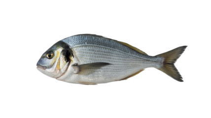 Fresh whole Gilthead Seabream fish (Sparus aurata) with silvery scales and distinctive golden head markings, isolated on a transparent background. background removed