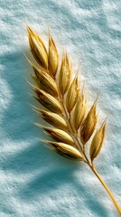 Close-up of a wheat stem with golden grains, set against a textured, light blue background. The image is lit by natural light.