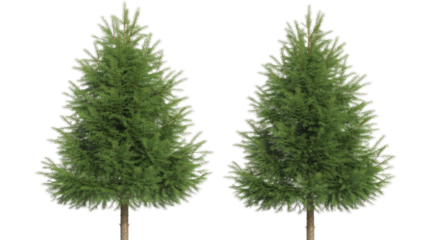 Two identical evergreen pine trees with lush green foliage and visible trunks, presented against a solid forest transparent background. background removed