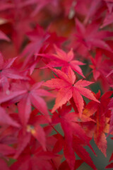 autumn leaves in japan