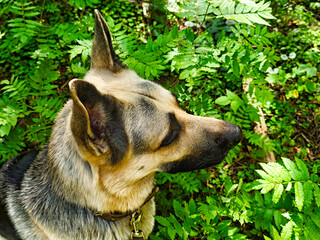 German Shepherd explores lush greenery in tranquil forest setting during sunny afternoon