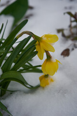 Obraz premium yellow flowers breaking through the snow cover, arrival of spring early spring with flowers in the snow