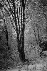 For&ecirc;t en hiver