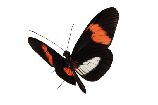 Postman butterfly flying over transparent background, showing black, orange, and white wings