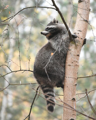 Raccoon on a birch tree trunk