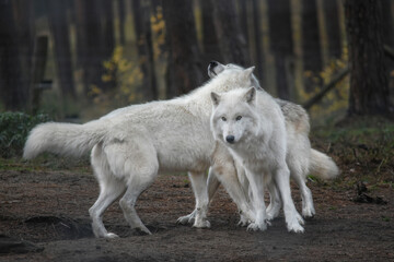 Three wild arctic wolves playing in forest © lisica1