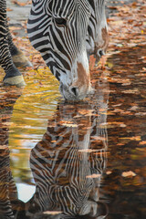 Two zebras drinking at the waterhole
