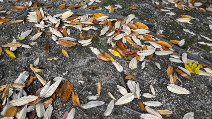 地面に散らばる落ち葉が彩る晩秋の自然風景