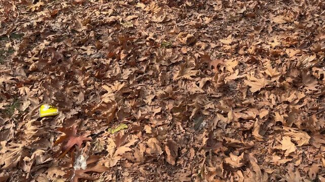 Autumn in Kashmir with vibrant red Chinar leaves and chinar big trees across Naseem Bagh in Hazratbal Dargah showcasing the beauty of Srinagar destination in Jammu and Kashmir. Clip 114