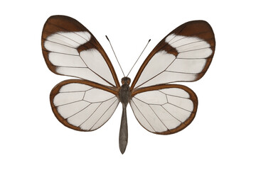 Glasswing butterfly showing its unique transparent wings with brown and white details, isolated on a transparent background