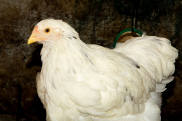 Bramha chicks of 10 weeks old