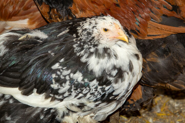 Bramha chicks of 10 weeks old