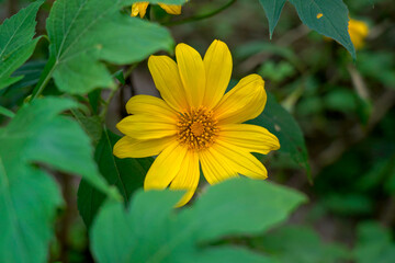 A close-up photo of a vibrant yellow Mexican sunflower taken under the bright summer sunlight