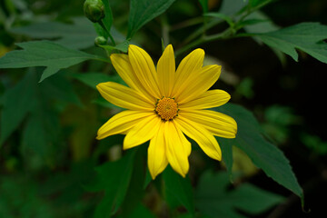 A close-up photo of a vibrant yellow Mexican sunflower taken under the bright summer sunlight