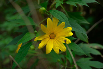 A close-up photo of a vibrant yellow Mexican sunflower taken under the bright summer sunlight