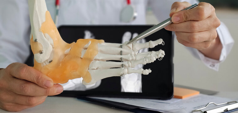 A physician in a white coat presents a detailed foot model, ideal for patient education or professional consultations