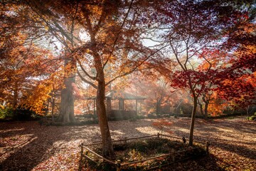 Obraz premium 栃木県益子町 圓通寺の紅葉 