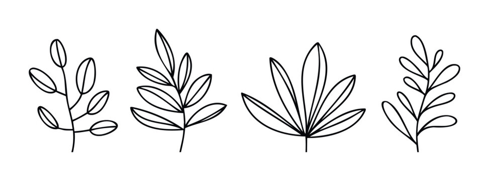 Simple line drawings of botanical branches with delicate leaves for natural theme projects and organic branding concepts