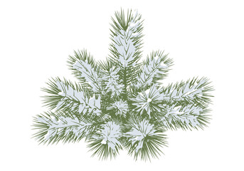 Vibrant green fir branch with spiky needles beautifully covered in fresh white snow a winter illustration.