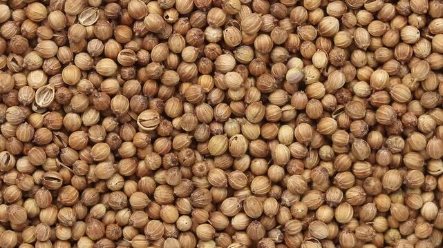 Pile of coriander seeds rotating for background texture. Top view shot