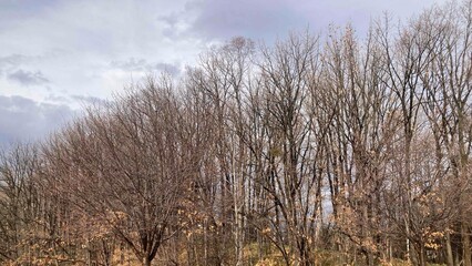 Obraz premium 木, 空, 風景, 自然, 森, カバノキ, とぶ, 青, 秋, 冬, 草, 雲, 季節, 霜, 緑,