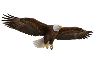 Bald Eagle in Flight with Wings Spread Wide Against a Transparent Background Majestic Raptor Soaring Through the Air with Detailed Feathers and Sharp Talons