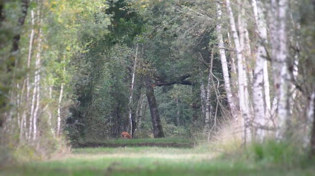 Roe deer fawn appearing in a forest path and crossing it while eating grass. Capreolus capreolus, Sologne, Loiret 45, r&eacute;gion Centre Val de Loire, France, Europe