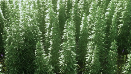 Fototapeta premium Rows of vibrant cannabis plants stretch towards the sky under a bright sun. Their sturdy stalks and lush leaves sway gently in the warm breeze, creating a lively atmosphere in this cultivated field.