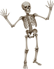 Human skeleton standing with raised arms, detailed anatomical bone structure model, medical anatomy reference illustration for science education, healthcare study, and biology designs