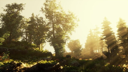 Obraz premium Gentle rays of sunlight stream through lush green trees in a tranquil forest. The scene captures natures beauty, inviting peaceful reflection and exploration.