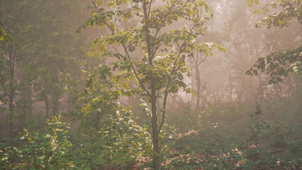 Sunlight filters through a dense forest, casting a warm glow on green leaves. A gentle mist adds a magical quality to the tranquil atmosphere, creating a peaceful retreat in nature.