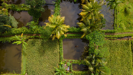 Aerial Landscape of Rice Fields with Integrated Fish Farming (Minapadi)