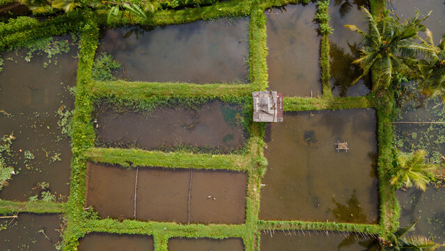 Aerial Landscape of Rice Fields with Integrated Fish Farming (Minapadi)